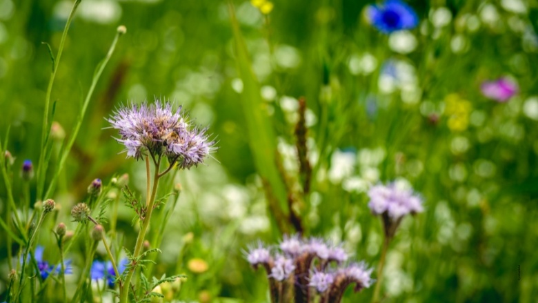 Natur und Artenschutz
